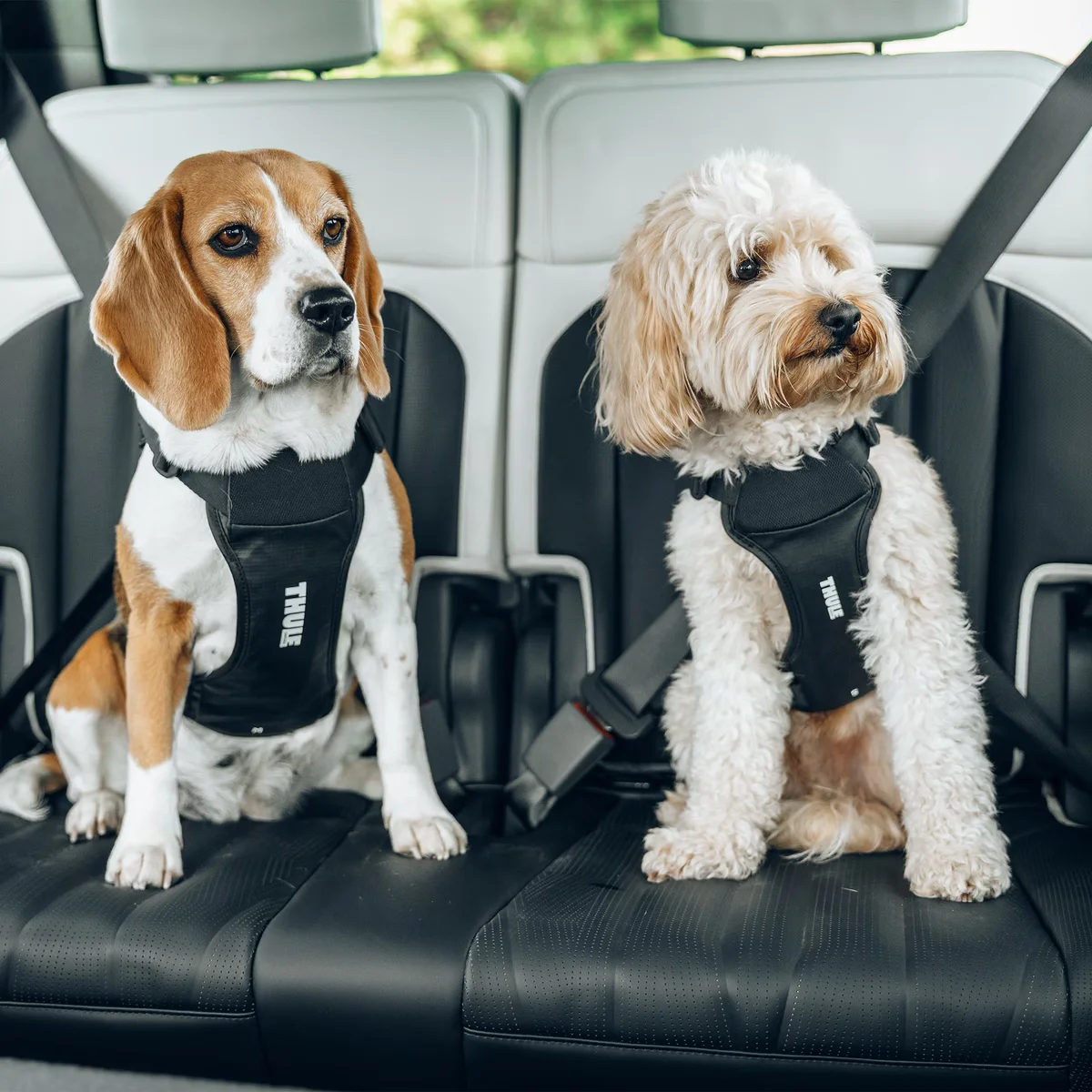 Thule Cappy L
