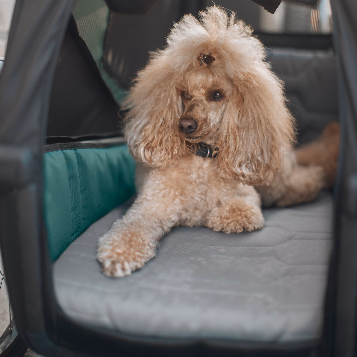 Thule Bexey dog bed L
koera jalgrattahaagis voodi
