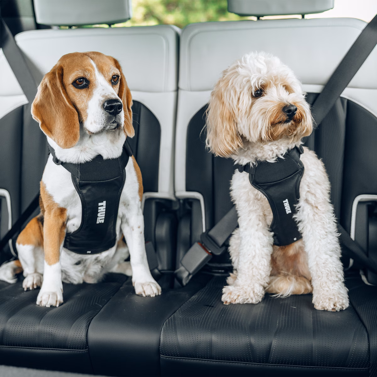 Thule Cappy
koera traksid autosse M