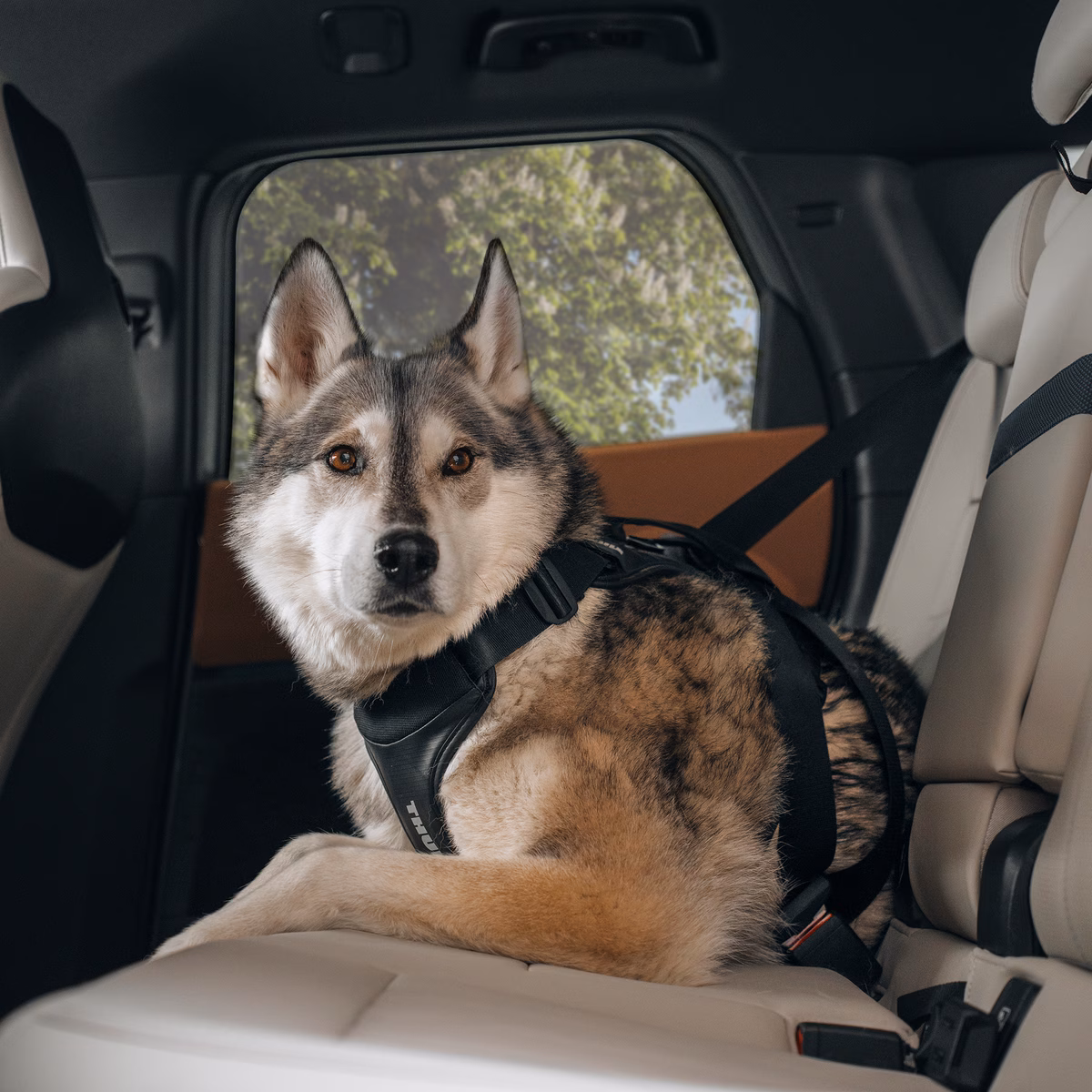 Thule Cappy
koera traksid autosse M